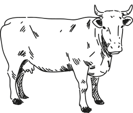 Mucca